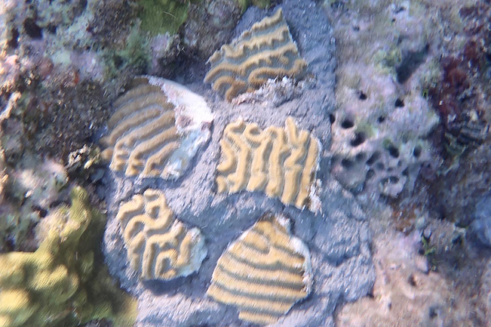 Reef 3D Project photo 122