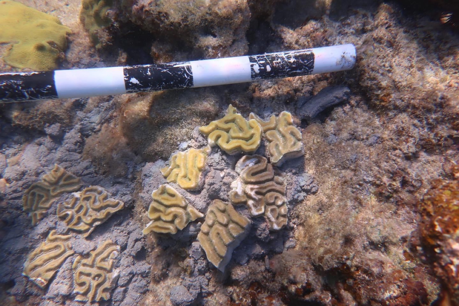 Reef 3D Project photo 123