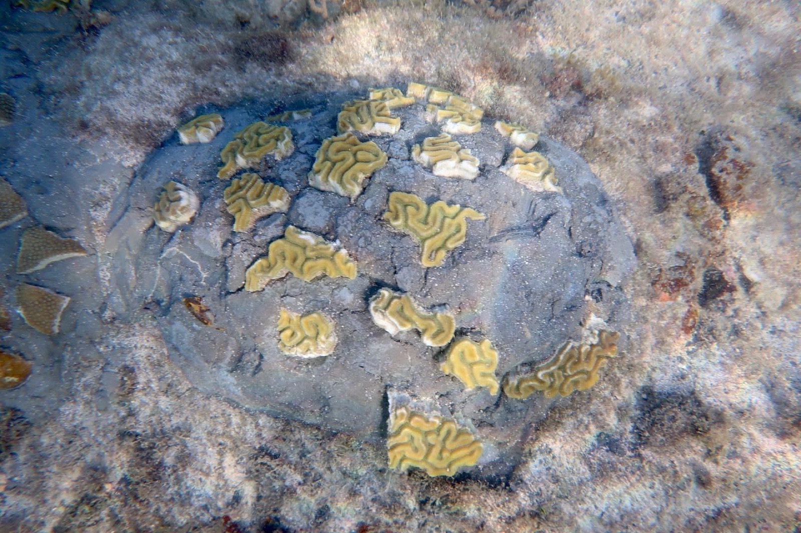 Reef 3D Project photo 124