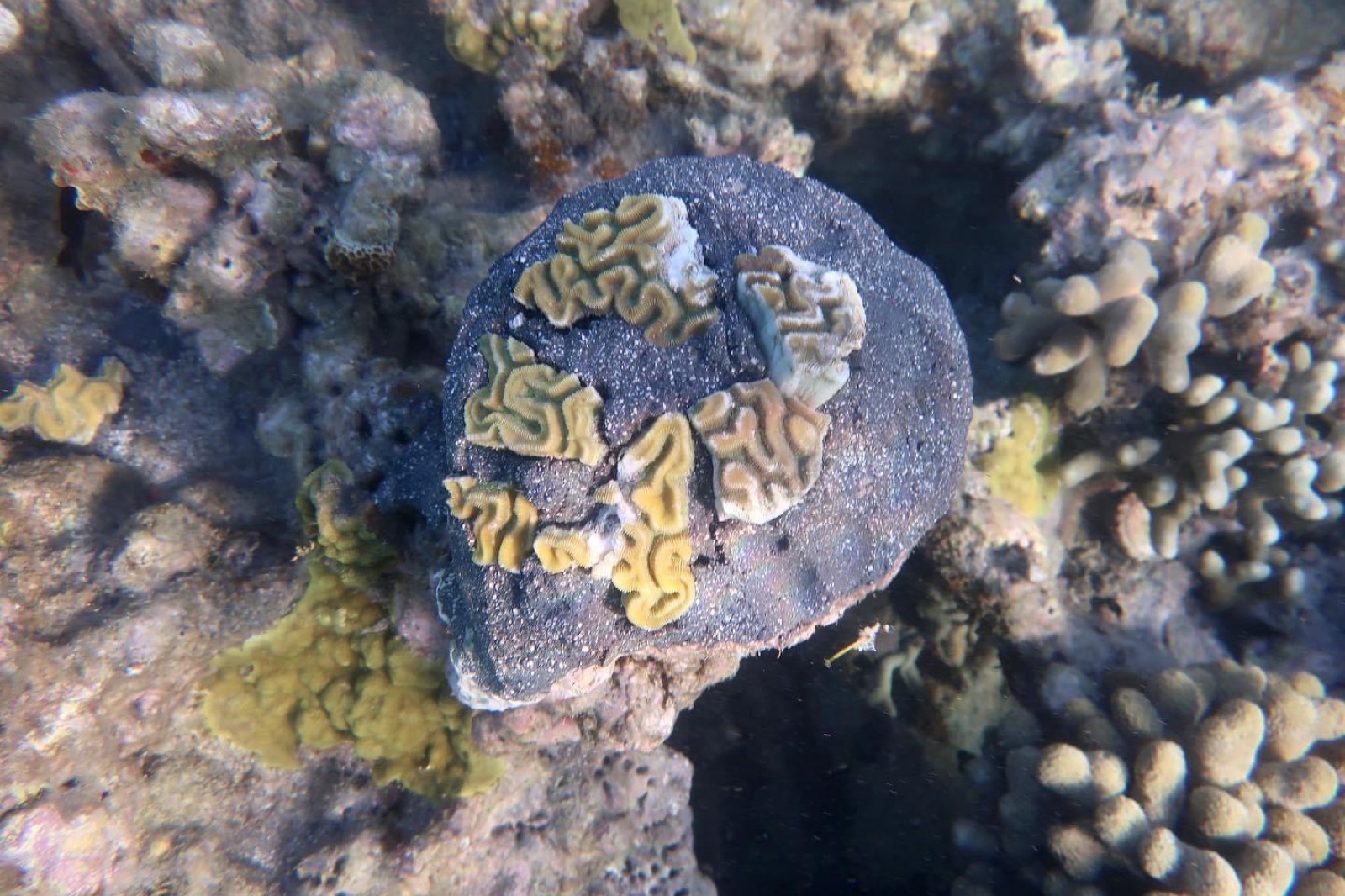 Reef 3D Project photo 125