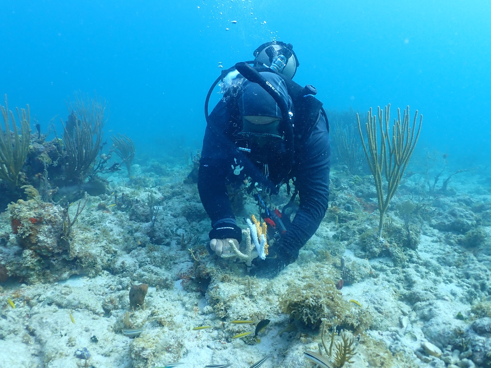 Reef 3D Project photo 129