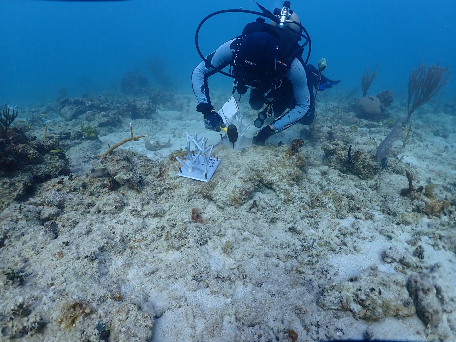 Reef 3D Project photo 130