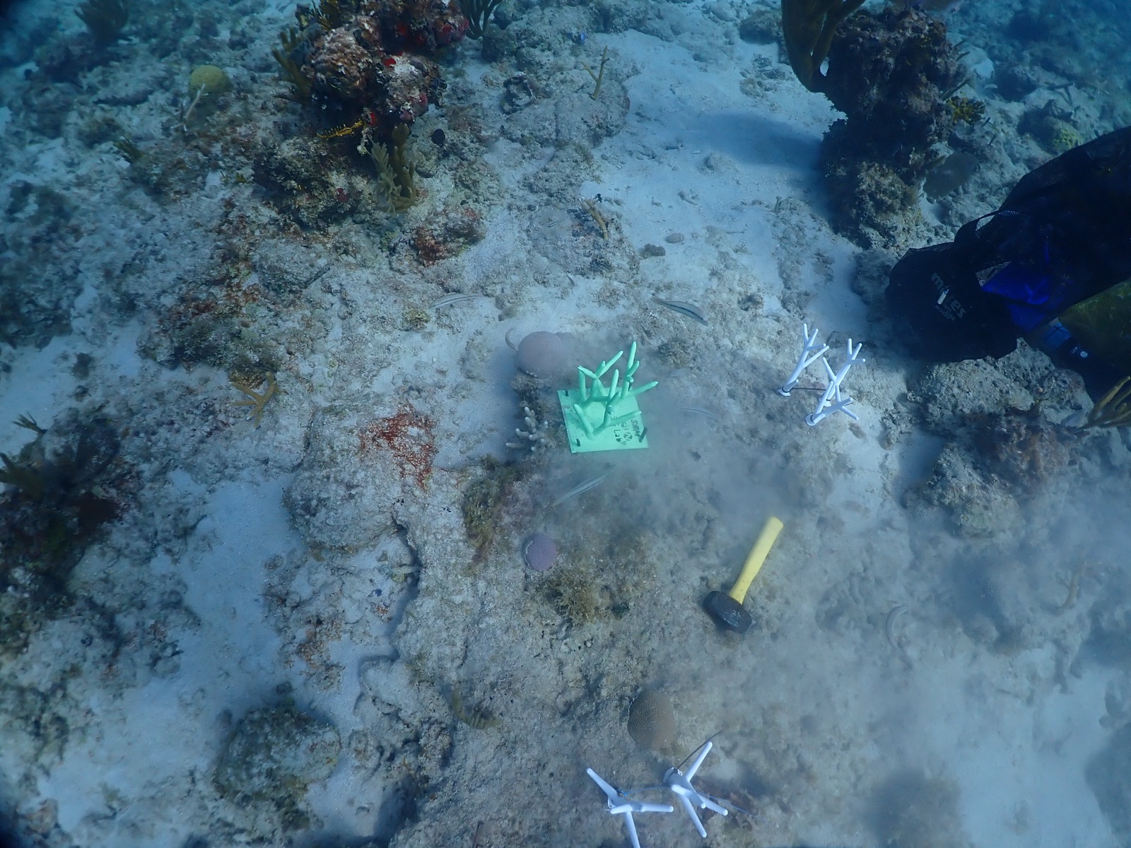 Reef 3D Project photo 131