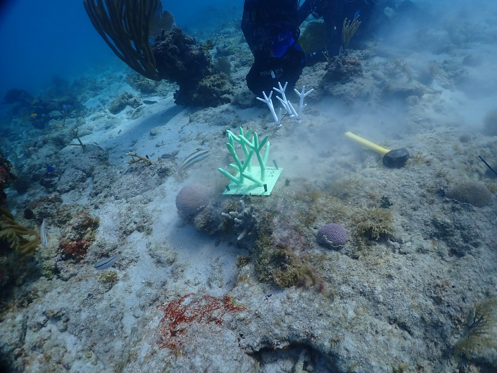 Reef 3D Project photo 132
