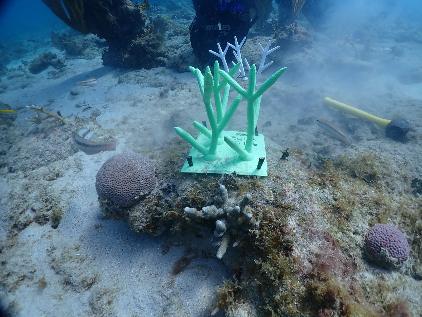 Reef 3D Project photo 133