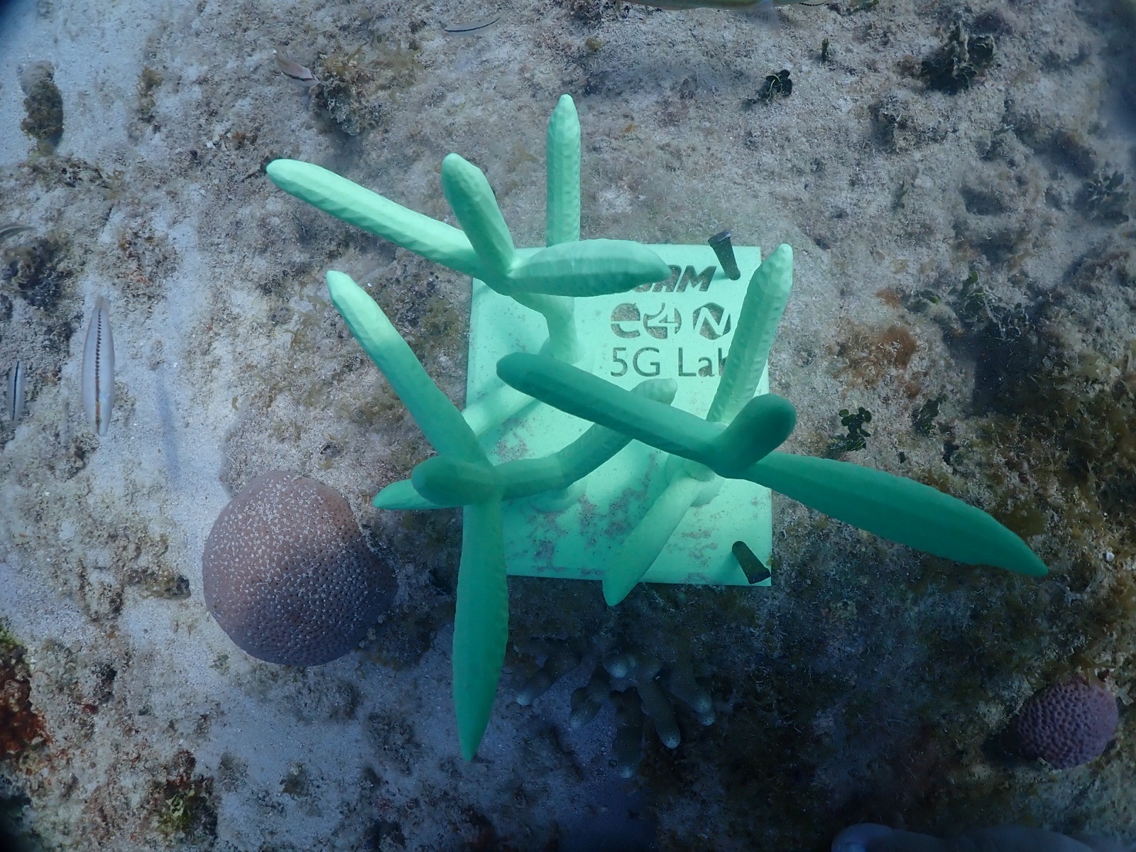 Reef 3D Project photo 134