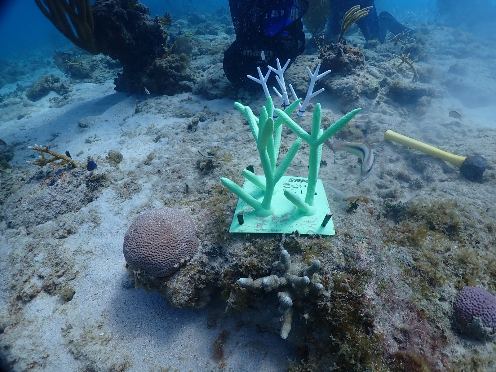 Reef 3D Project photo 135
