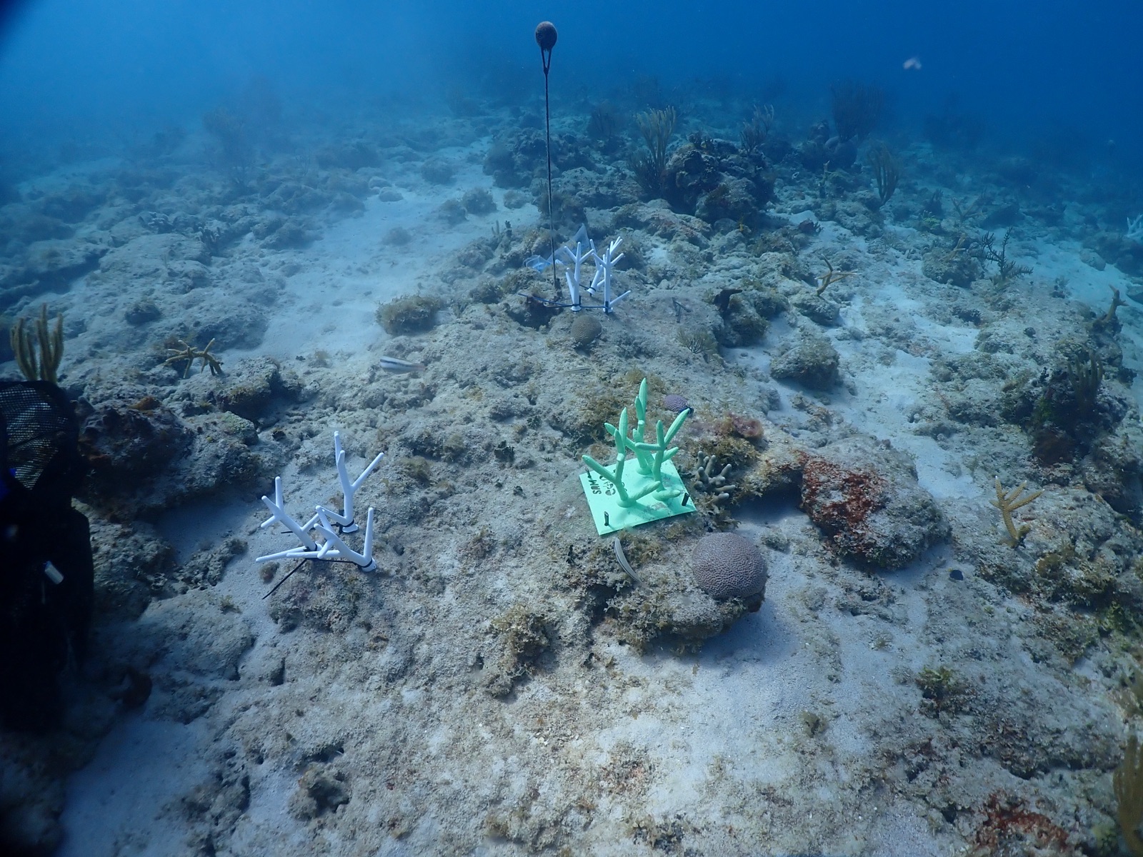 Reef 3D Project photo 136