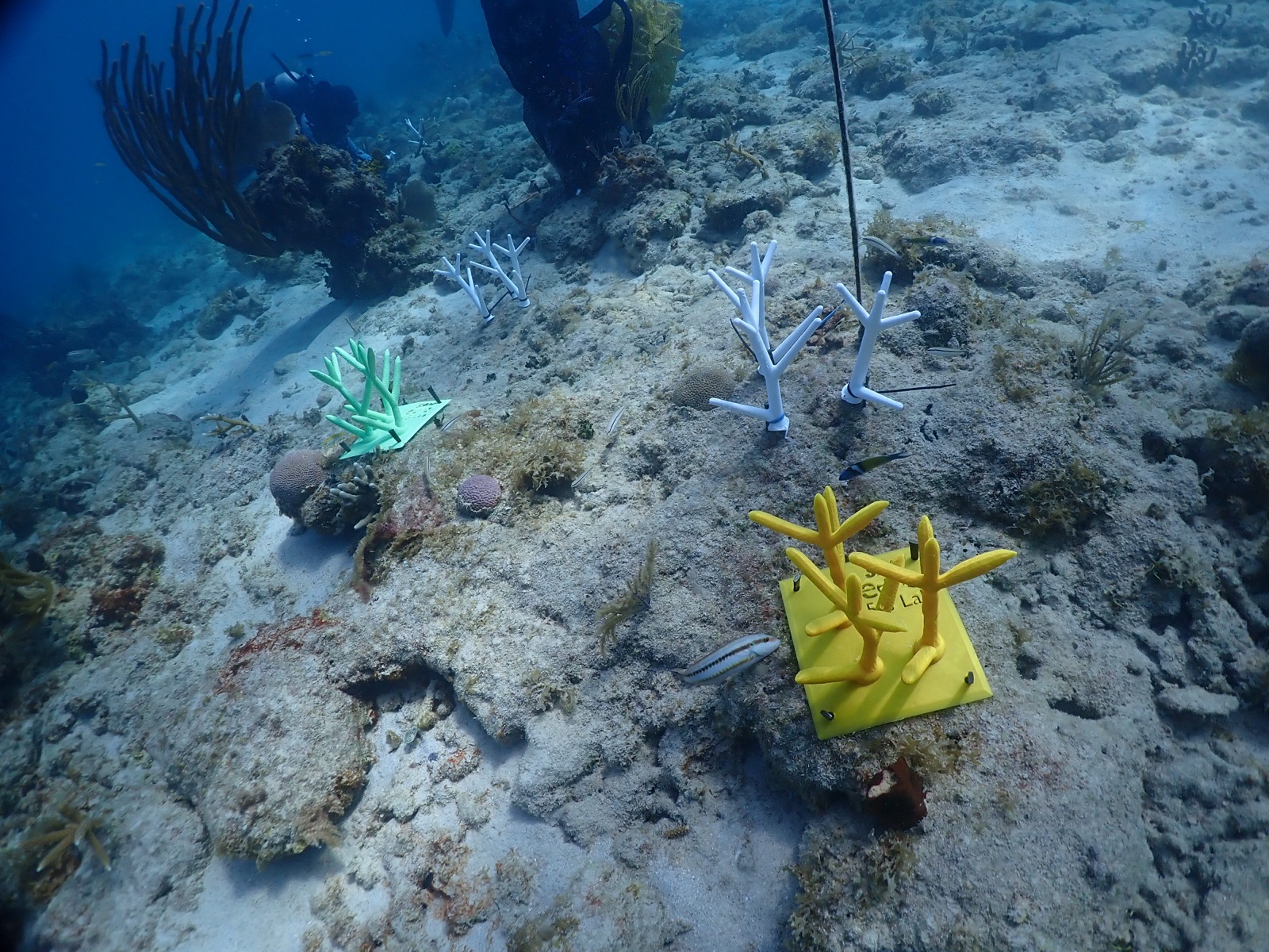 Reef 3D Project photo 137