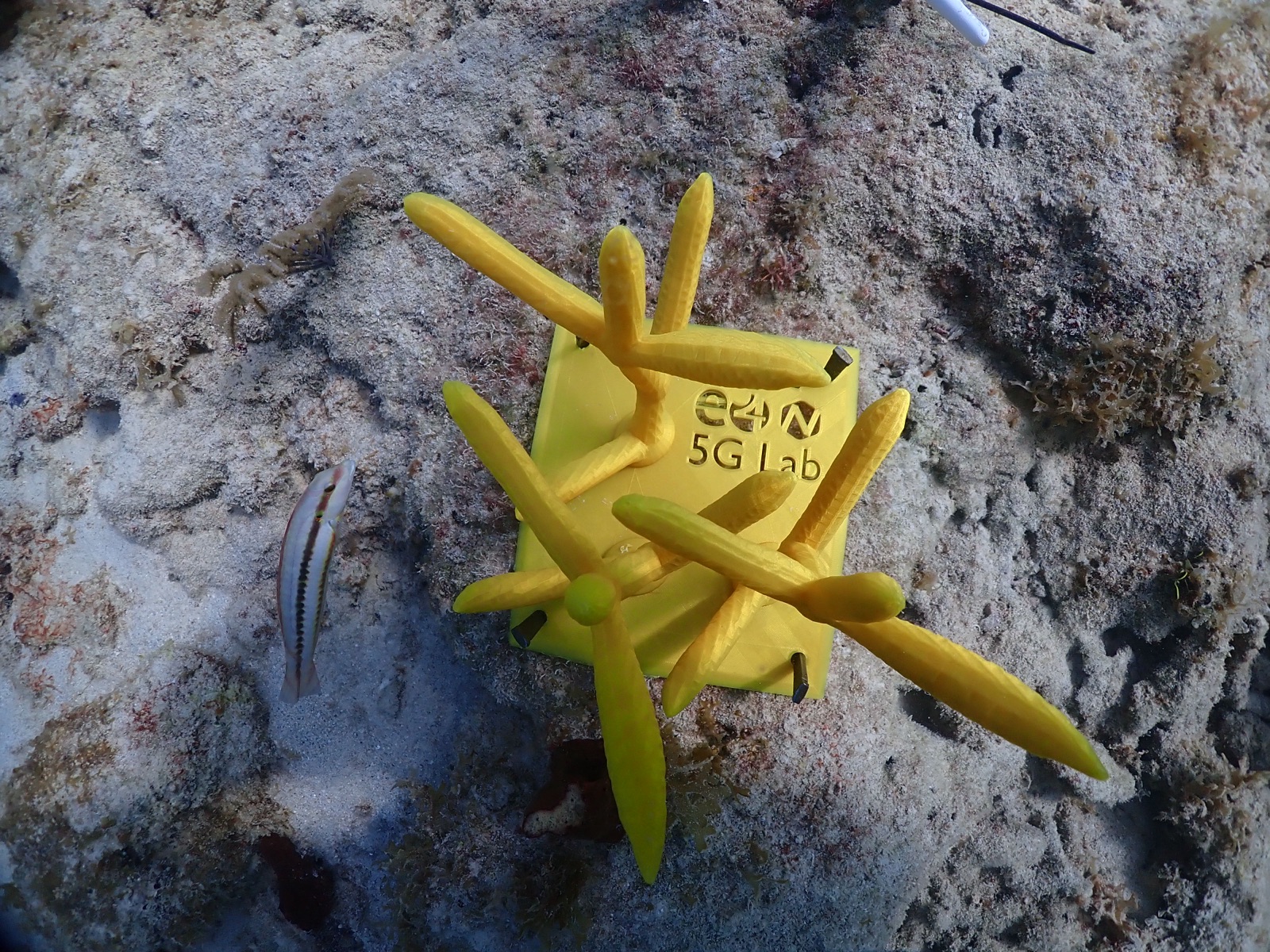 Reef 3D Project photo 138