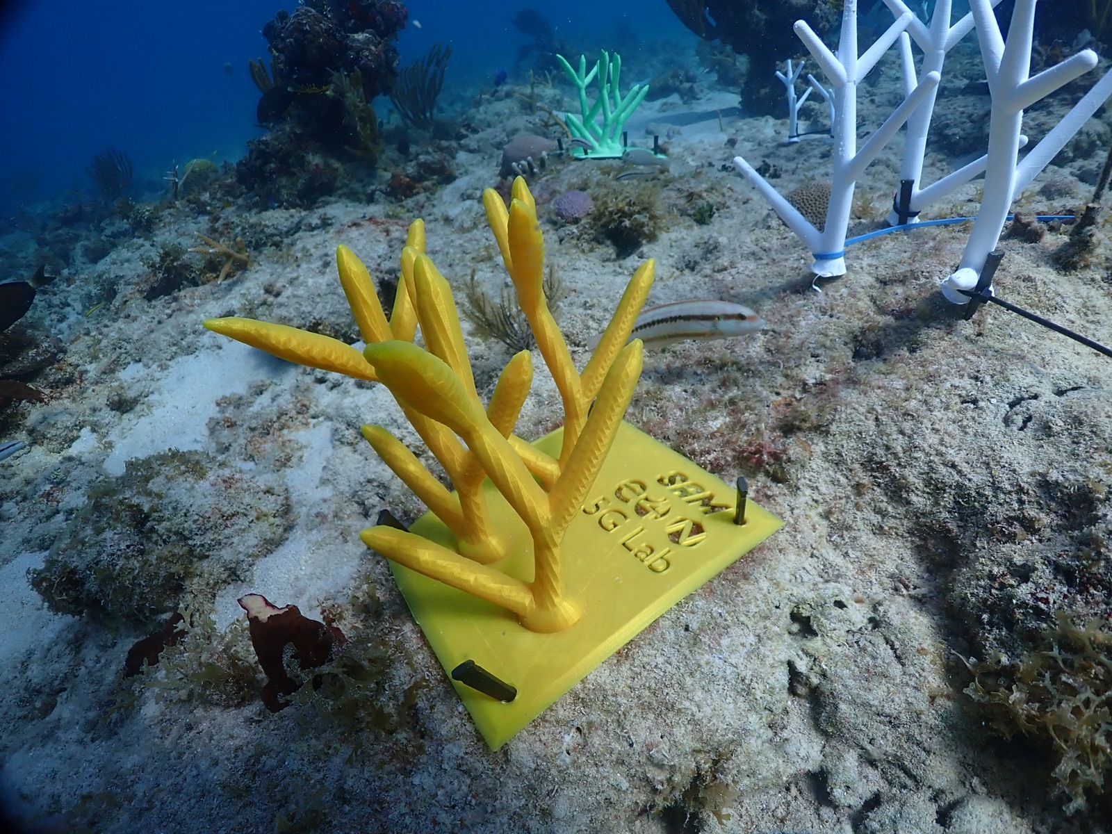 Reef 3D Project photo 139