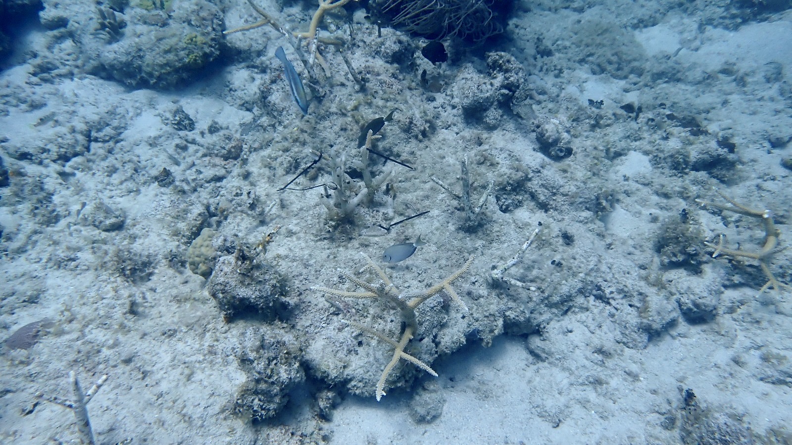 Reef 3D Project photo 14