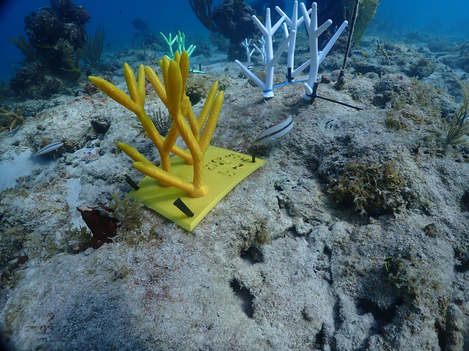 Reef 3D Project photo 140