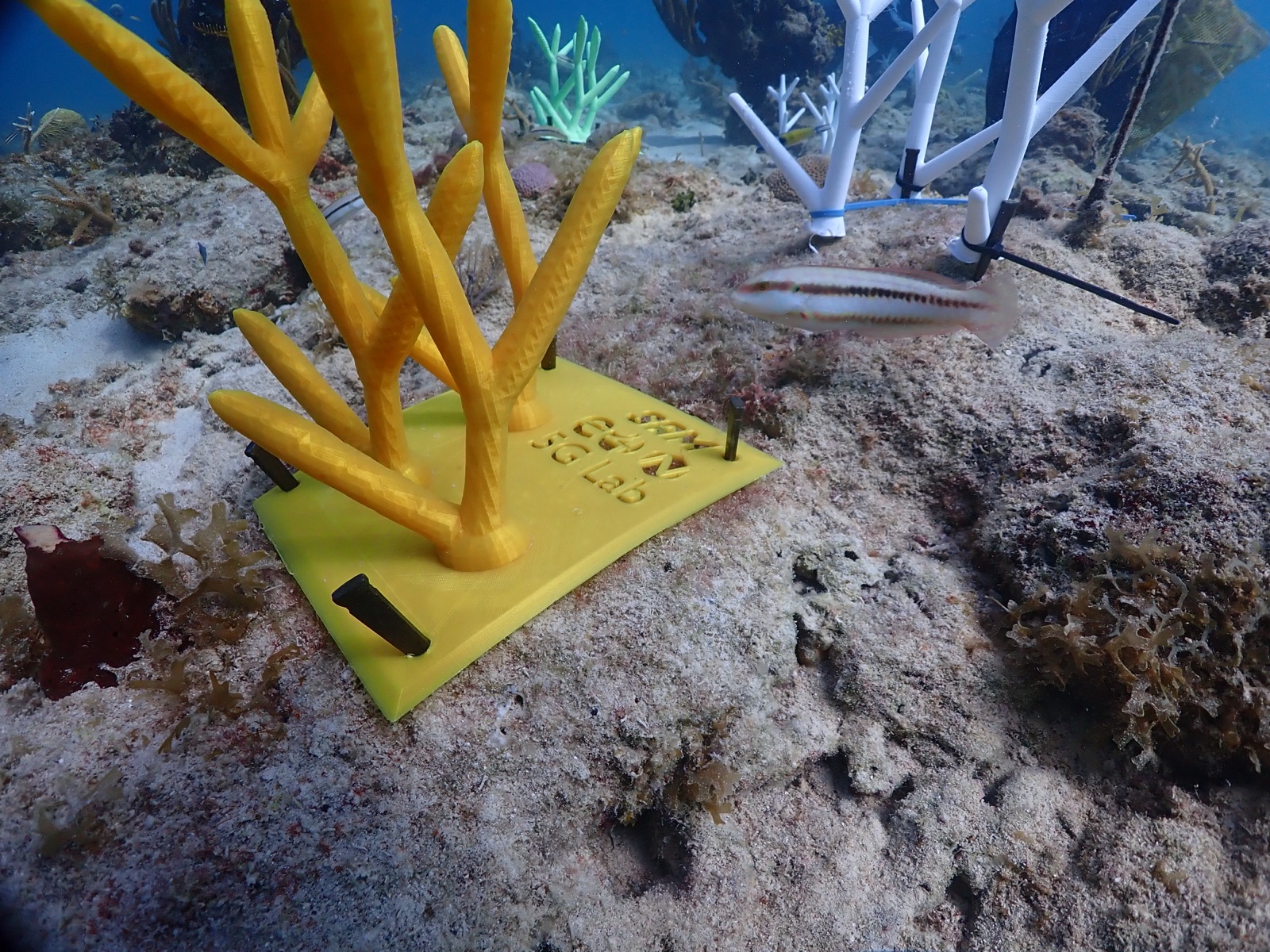 Reef 3D Project photo 141