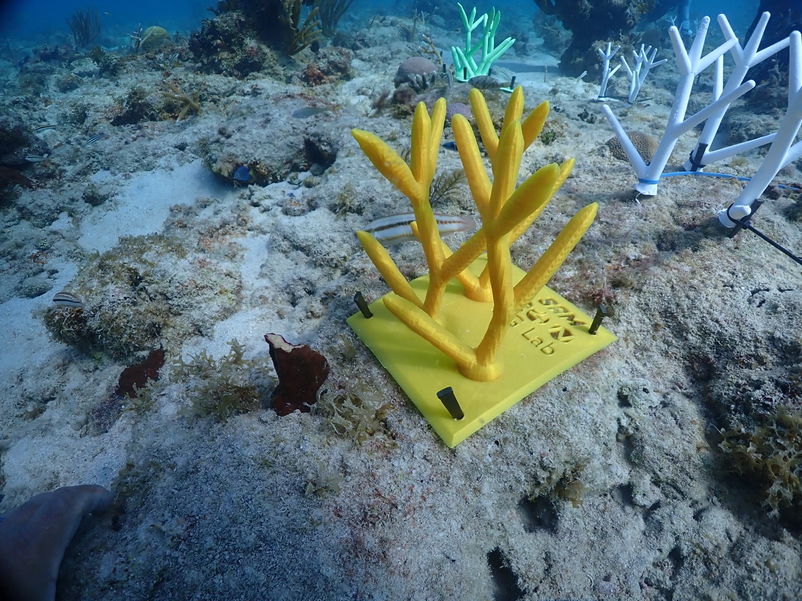 Reef 3D Project photo 142