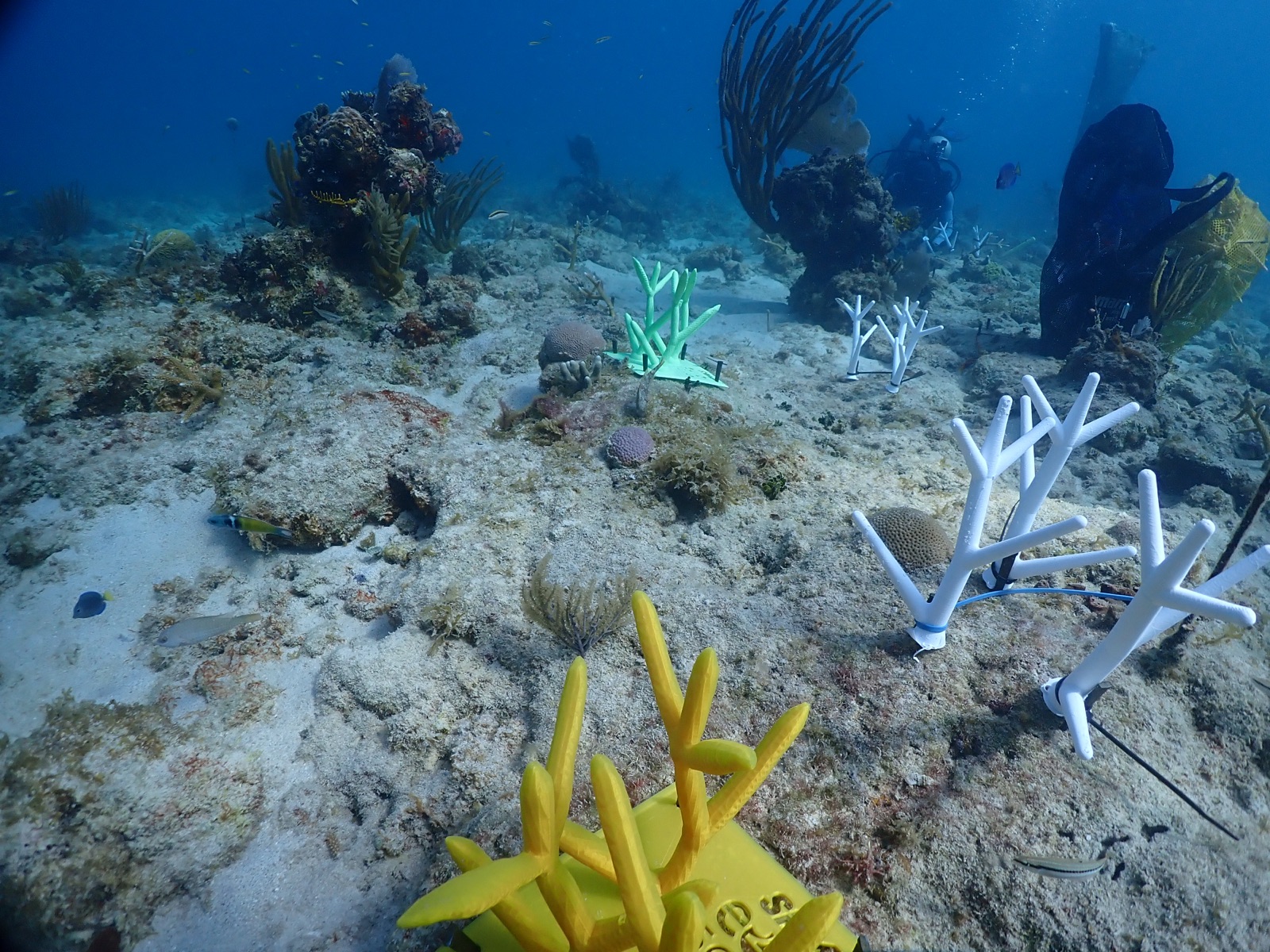 Reef 3D Project photo 143