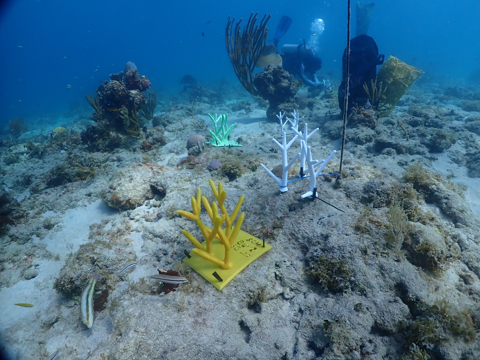 Reef 3D Project photo 144