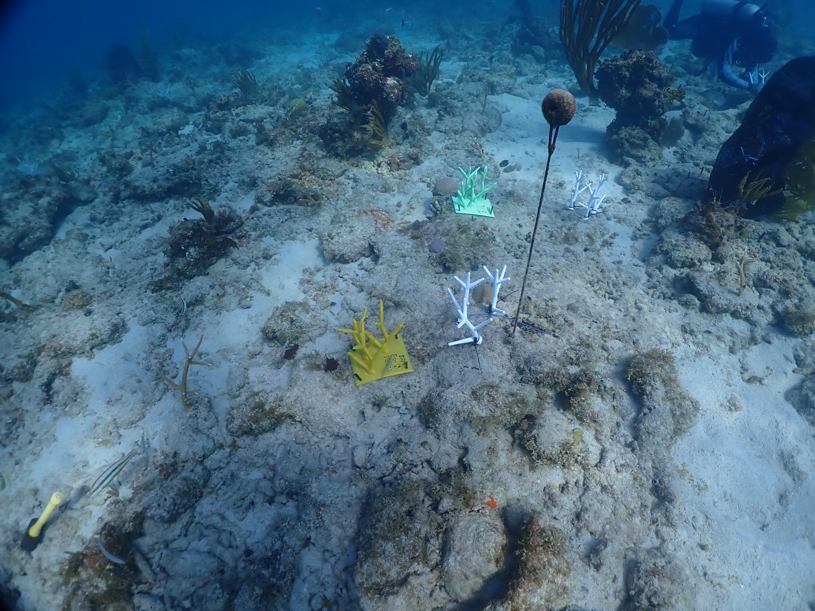 Reef 3D Project photo 145