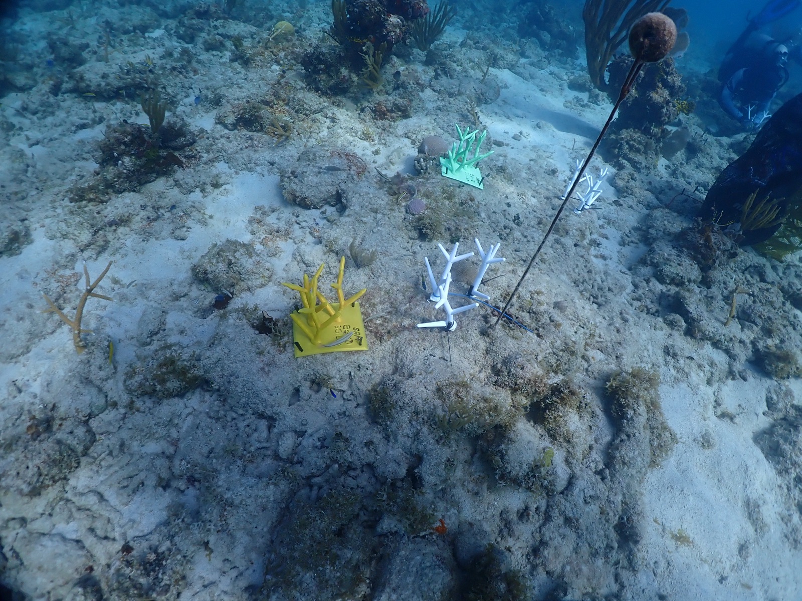 Reef 3D Project photo 146