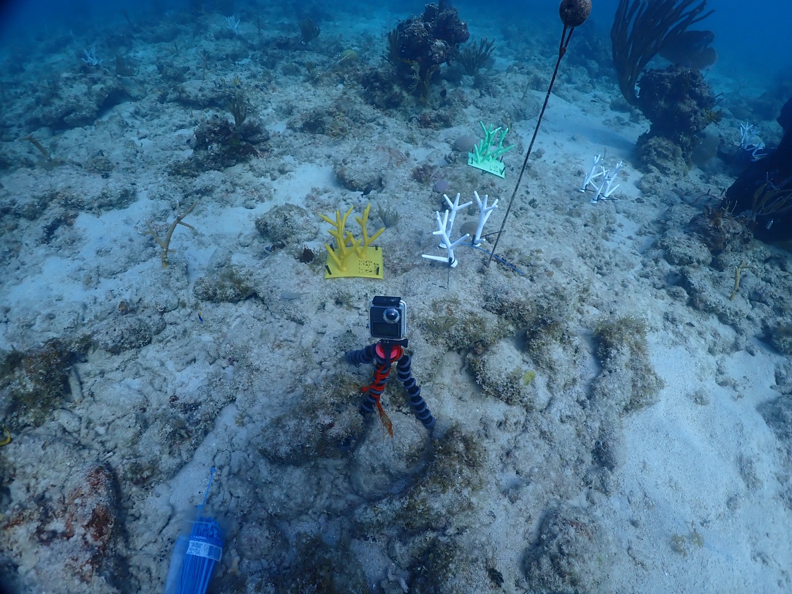 Reef 3D Project photo 147