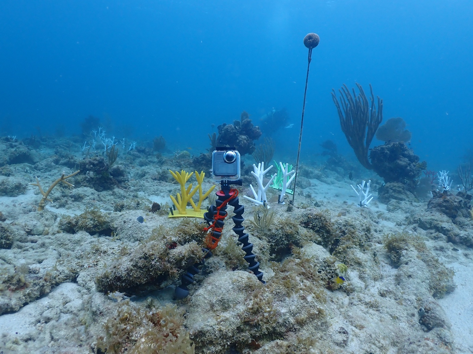 Reef 3D Project photo 148