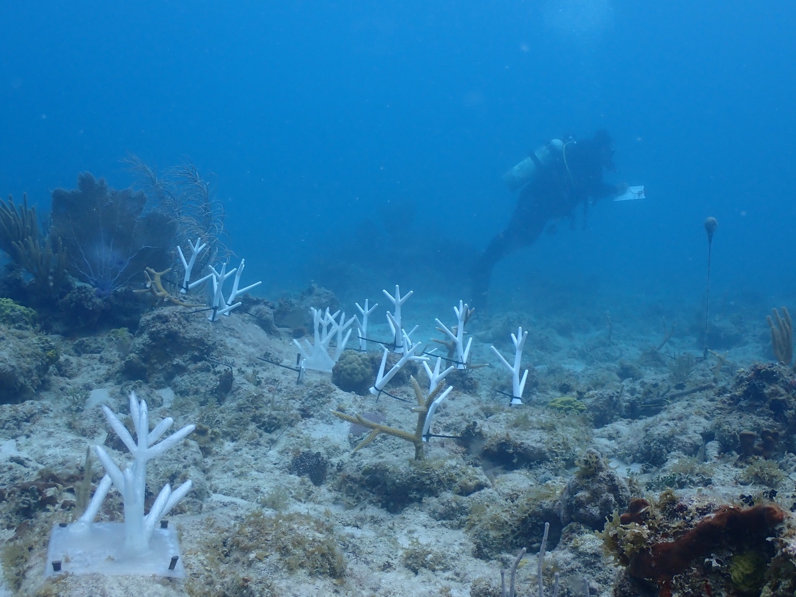 Reef 3D Project photo 149