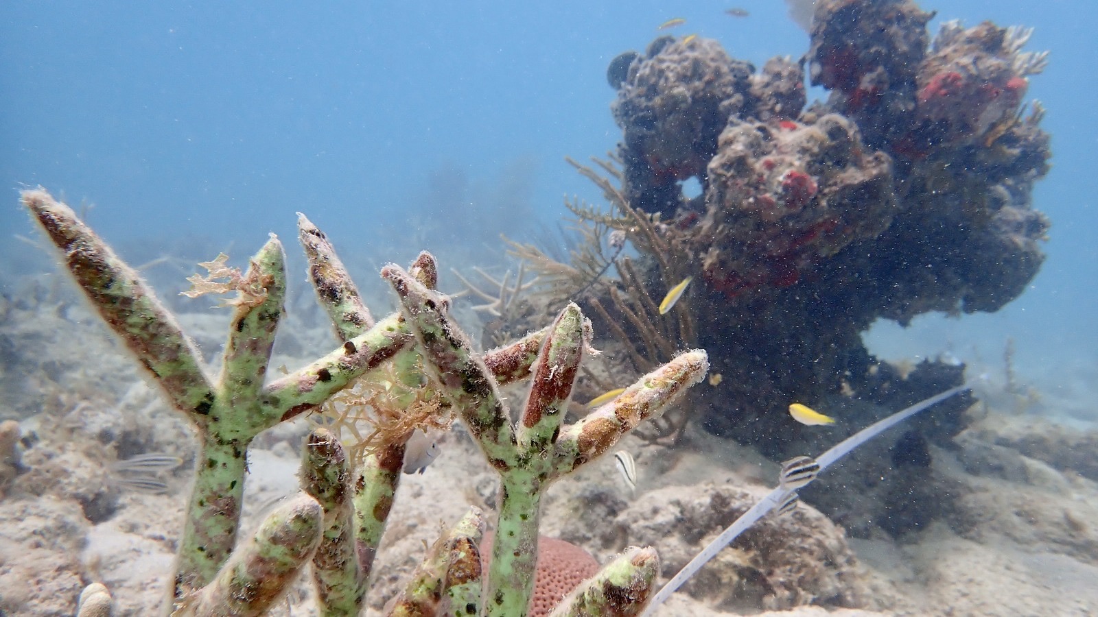 Reef 3D Project photo 15