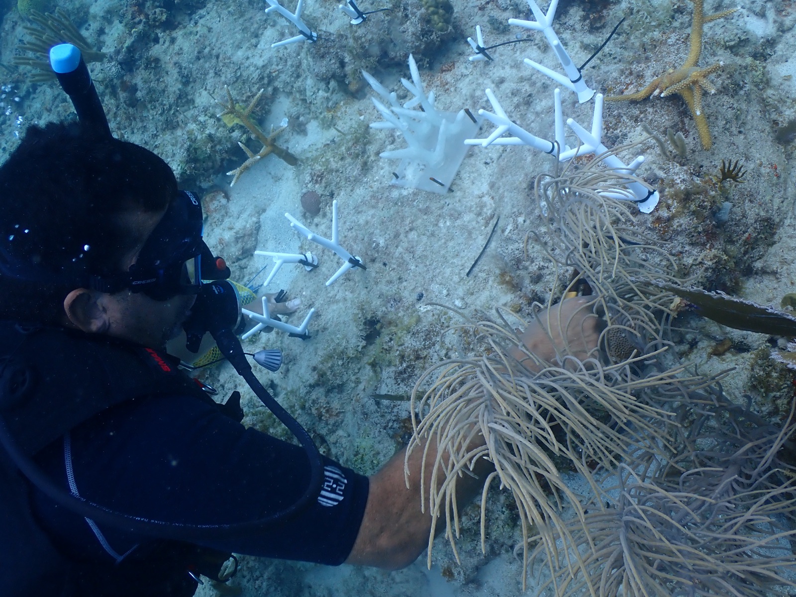 Reef 3D Project photo 150
