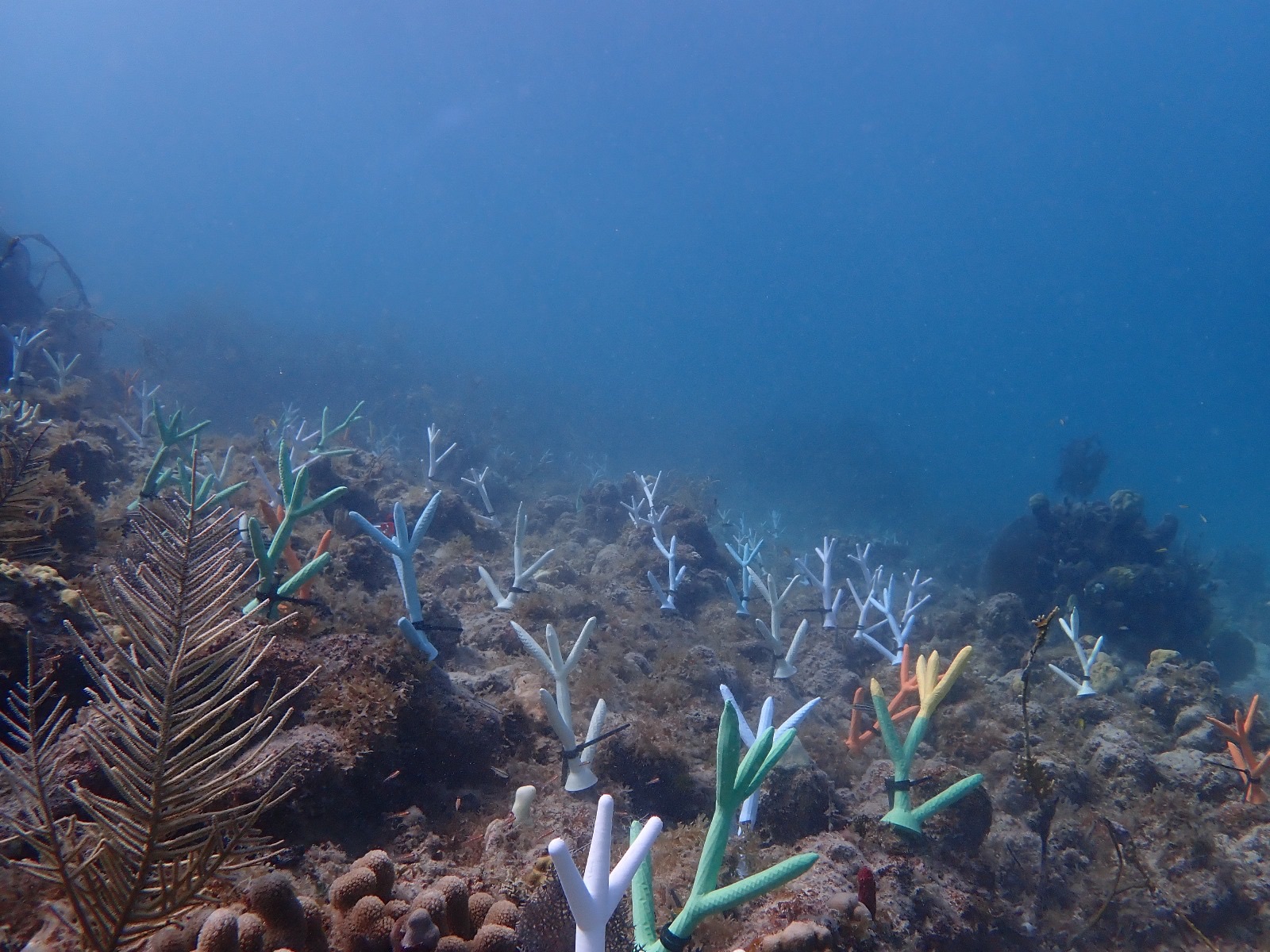 Reef 3D Project photo 17