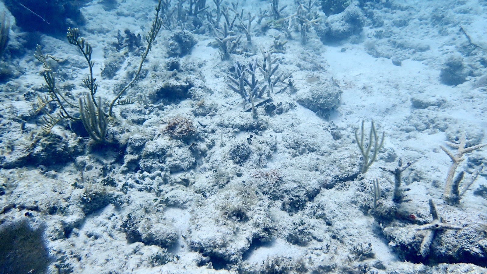 Reef 3D Project photo 24