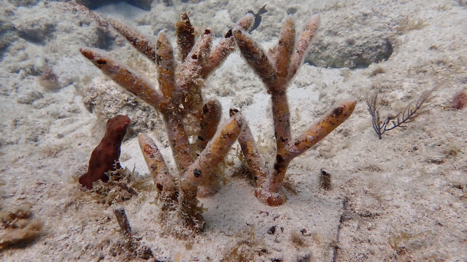Reef 3D Project photo 25