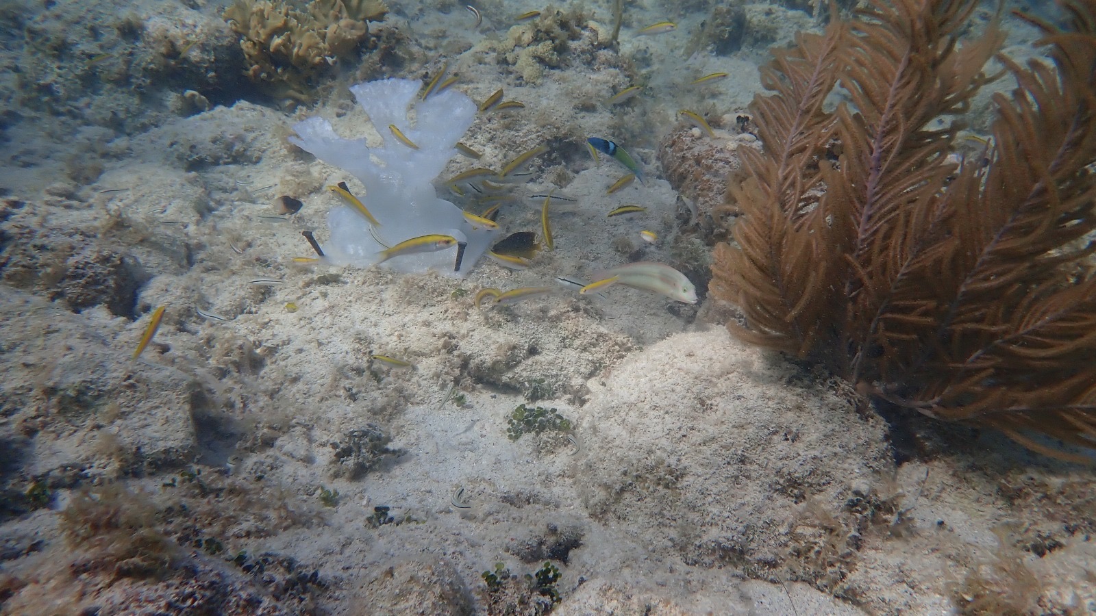 Reef 3D Project photo 26