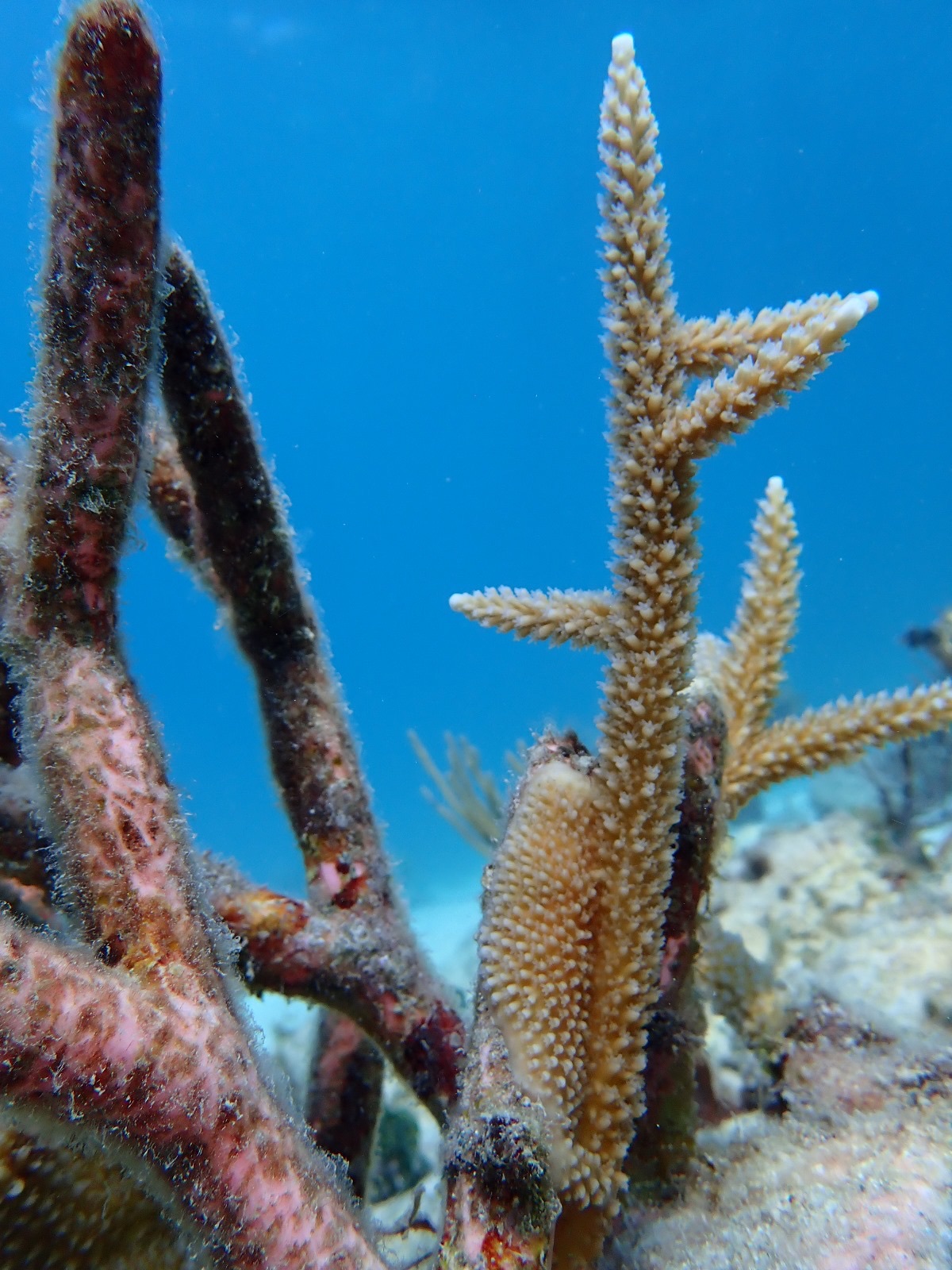 Reef 3D Project photo 27