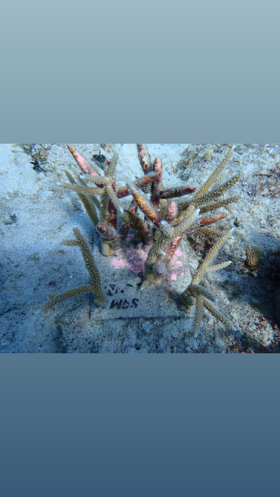 Reef 3D Project photo 28