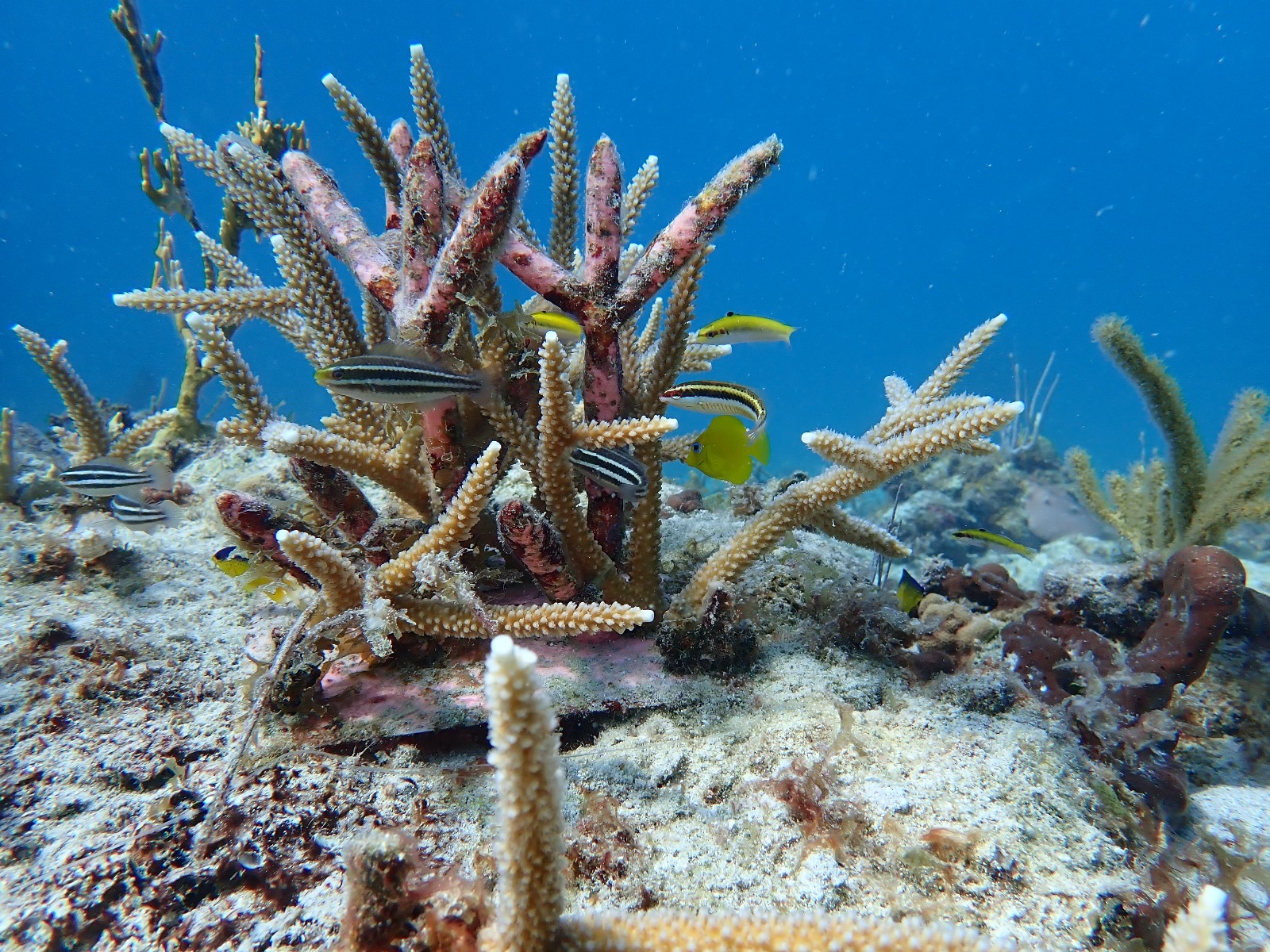 Reef 3D Project photo 29