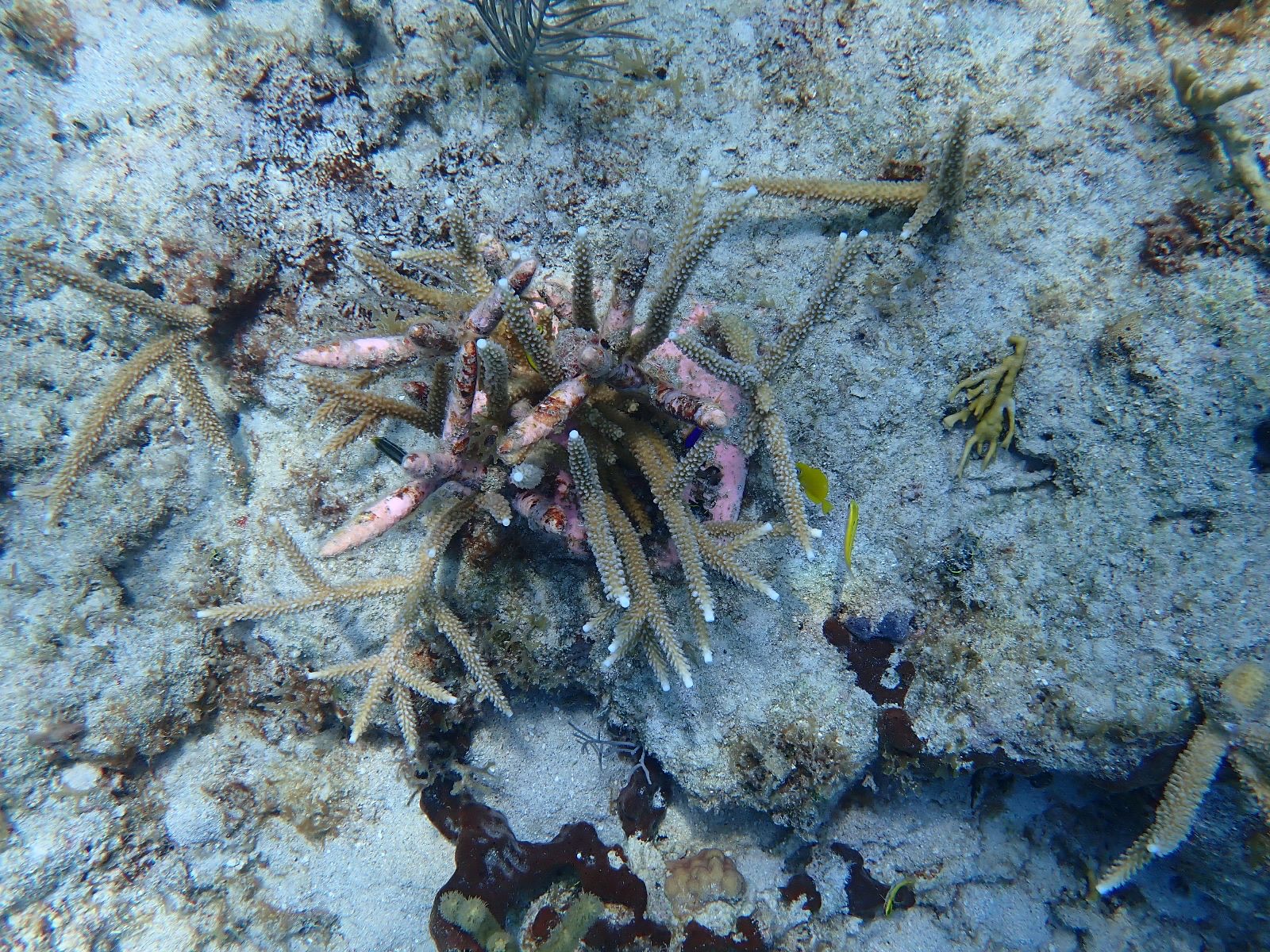 Reef 3D Project photo 3