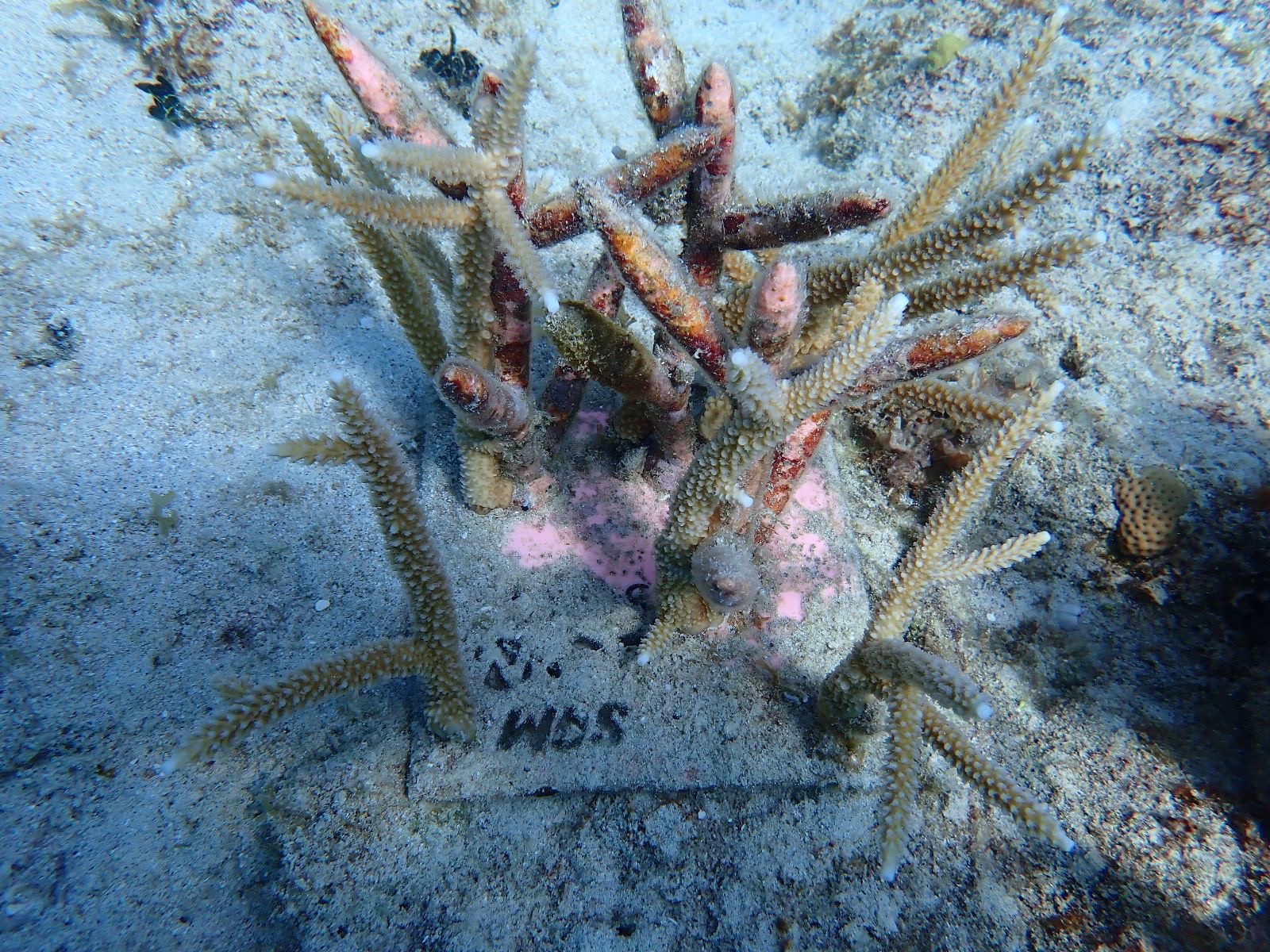 Reef 3D Project photo 30