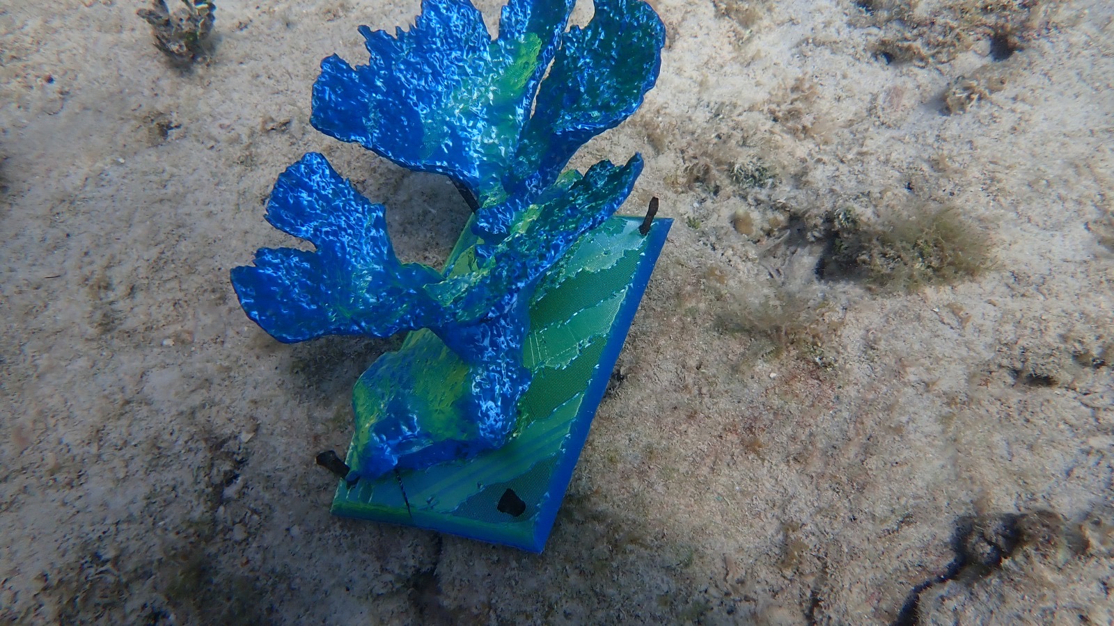 Reef 3D Project photo 32