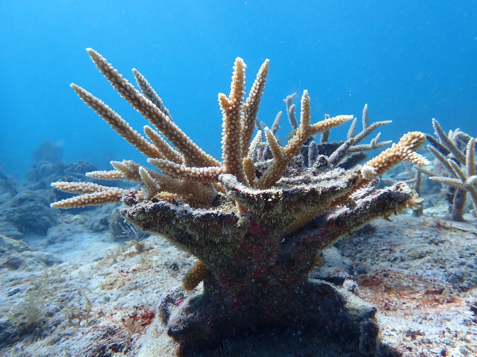 Reef 3D Project photo 33