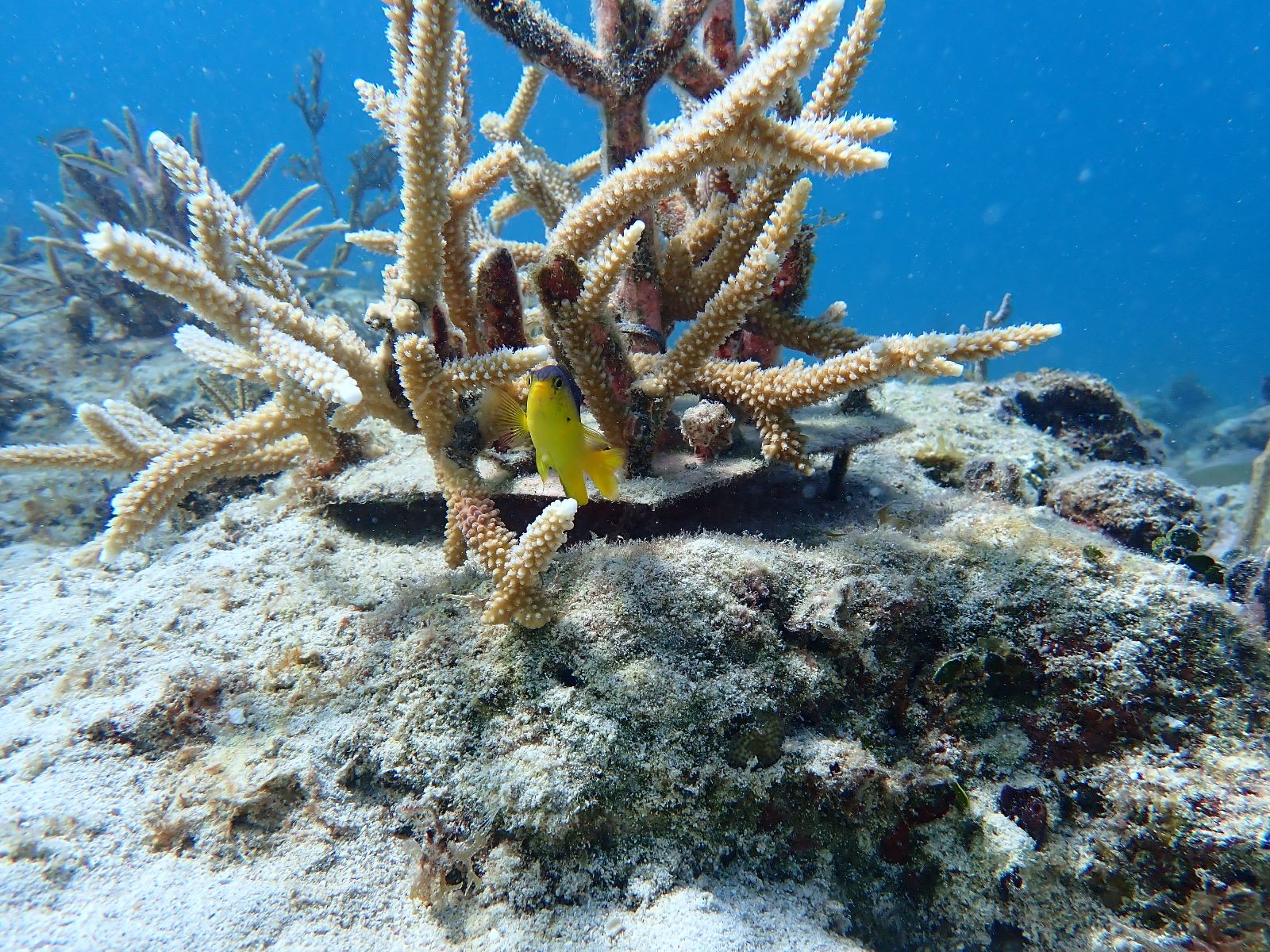 Reef 3D Project photo 34