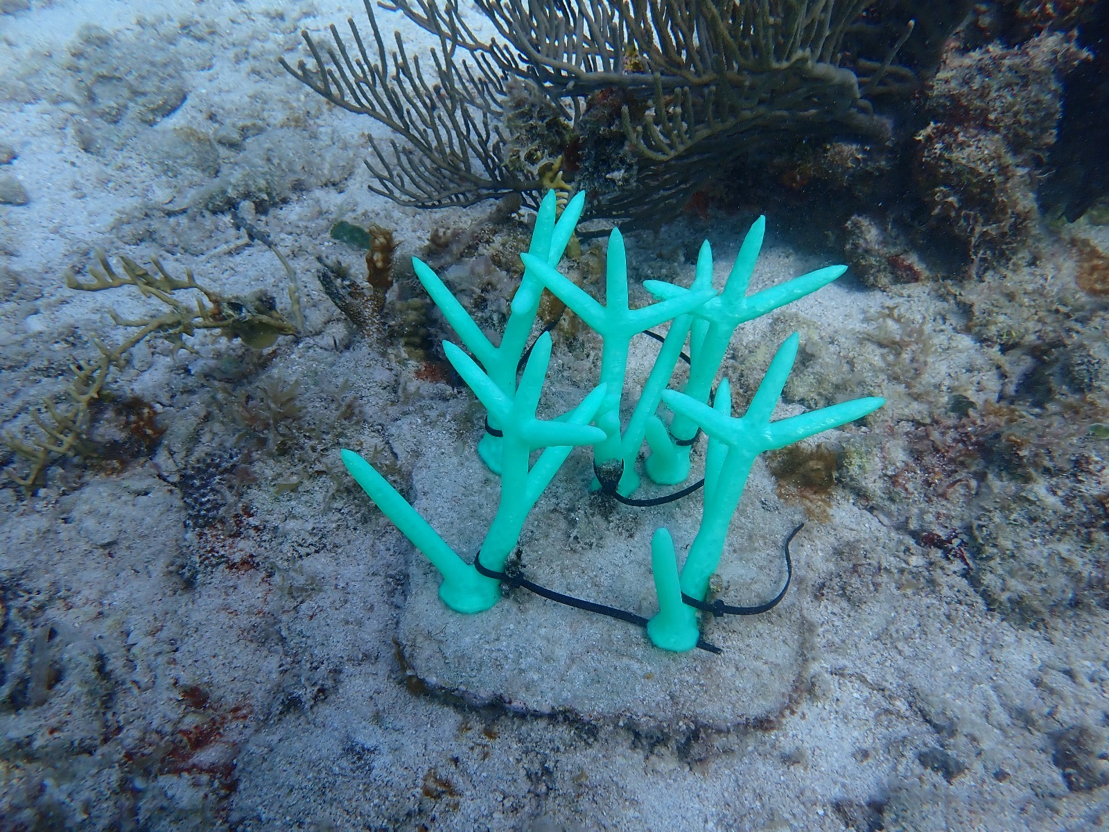 Reef 3D Project photo 35