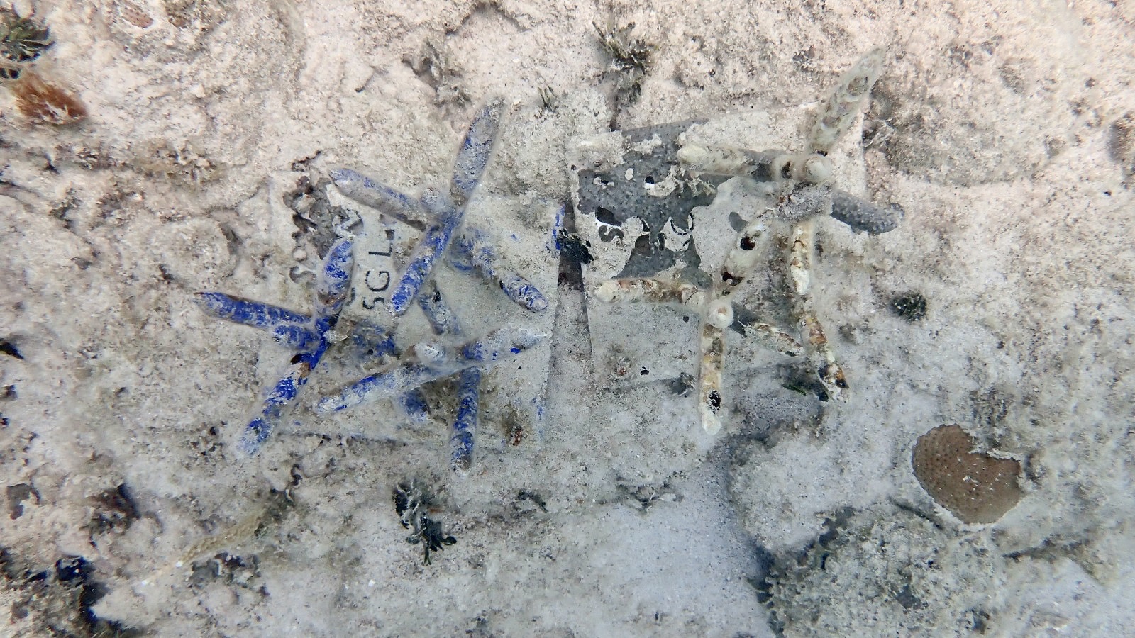 Reef 3D Project photo 37