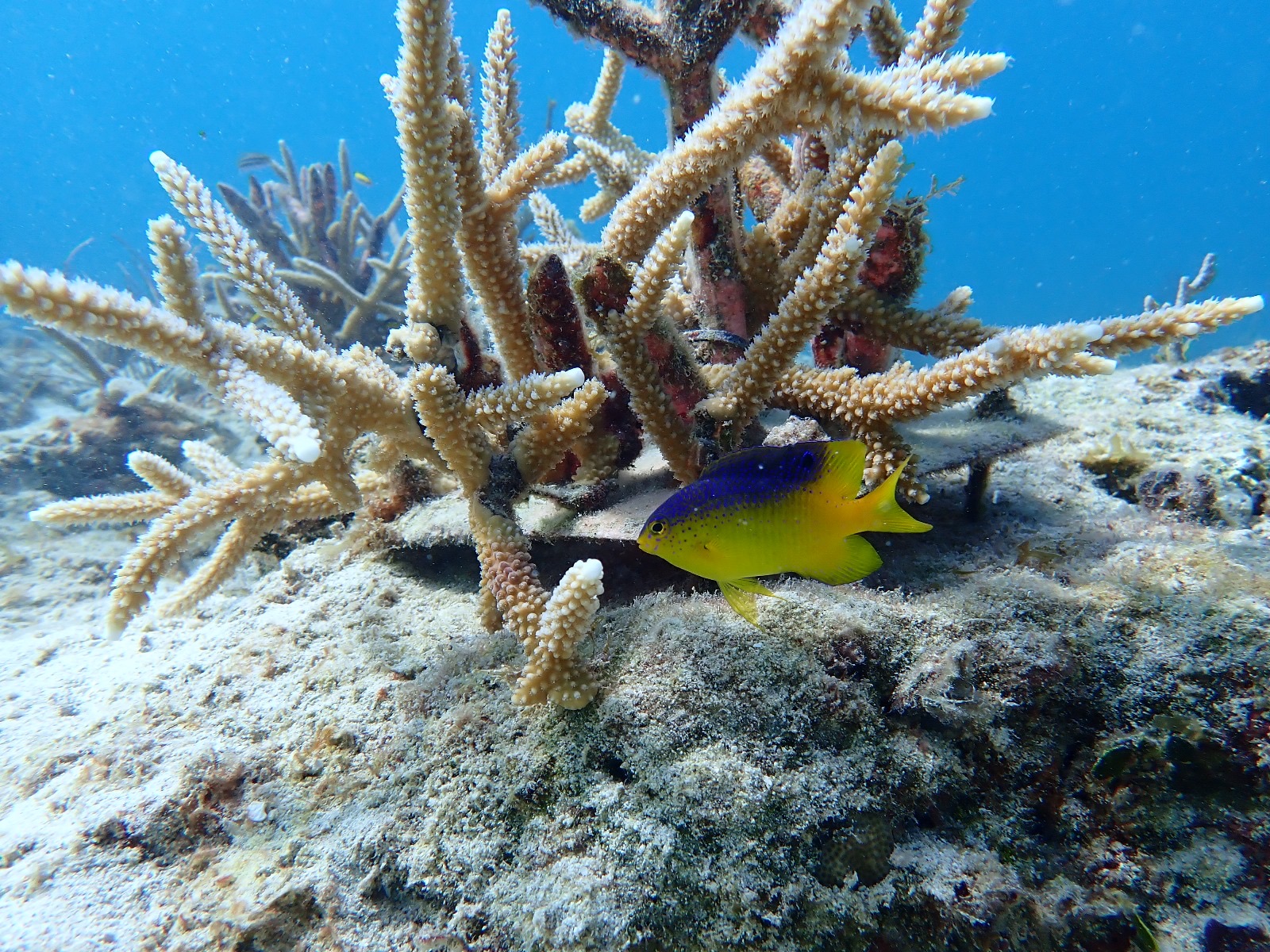 Reef 3D Project photo 39