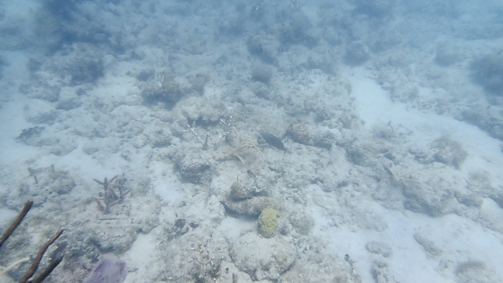 Reef 3D Project photo 41