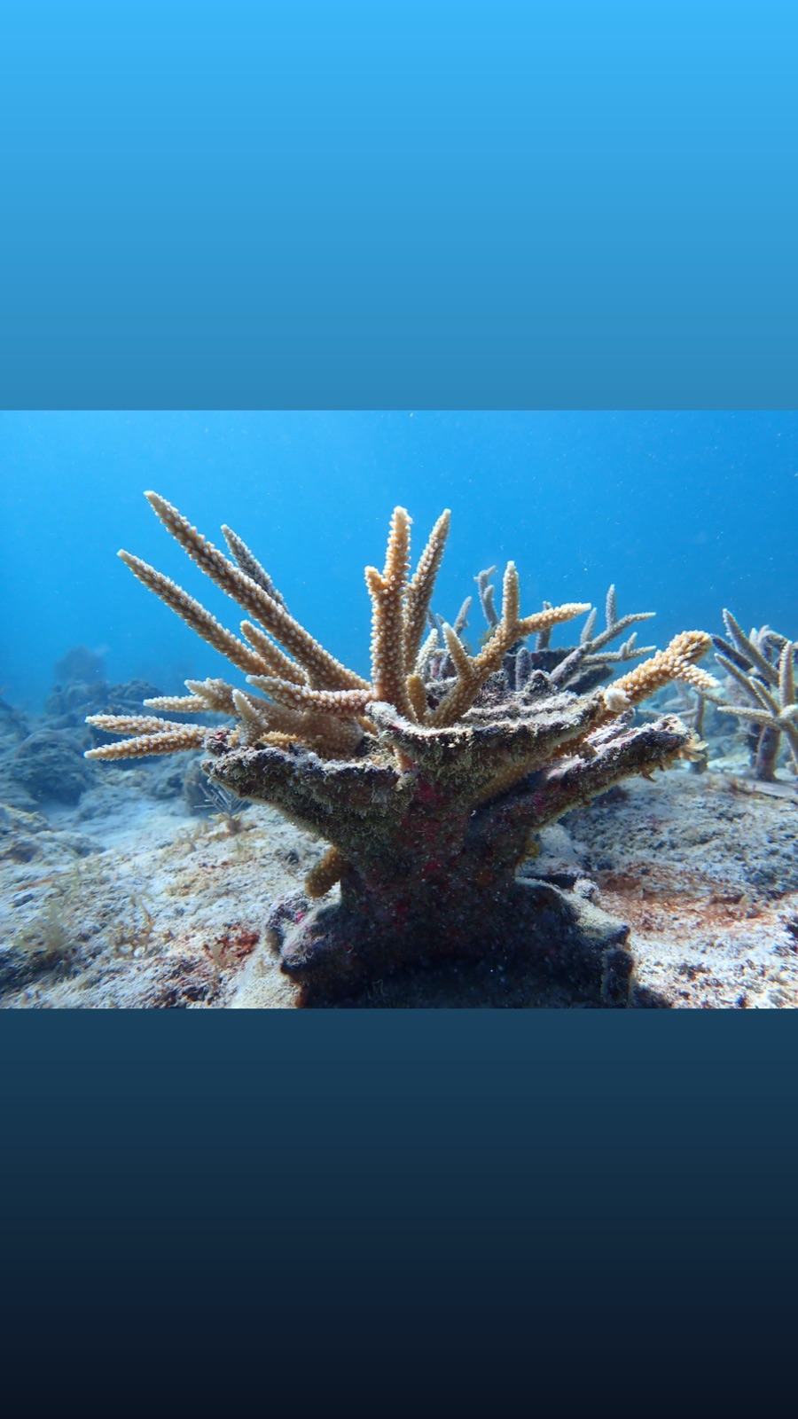 Reef 3D Project photo 42