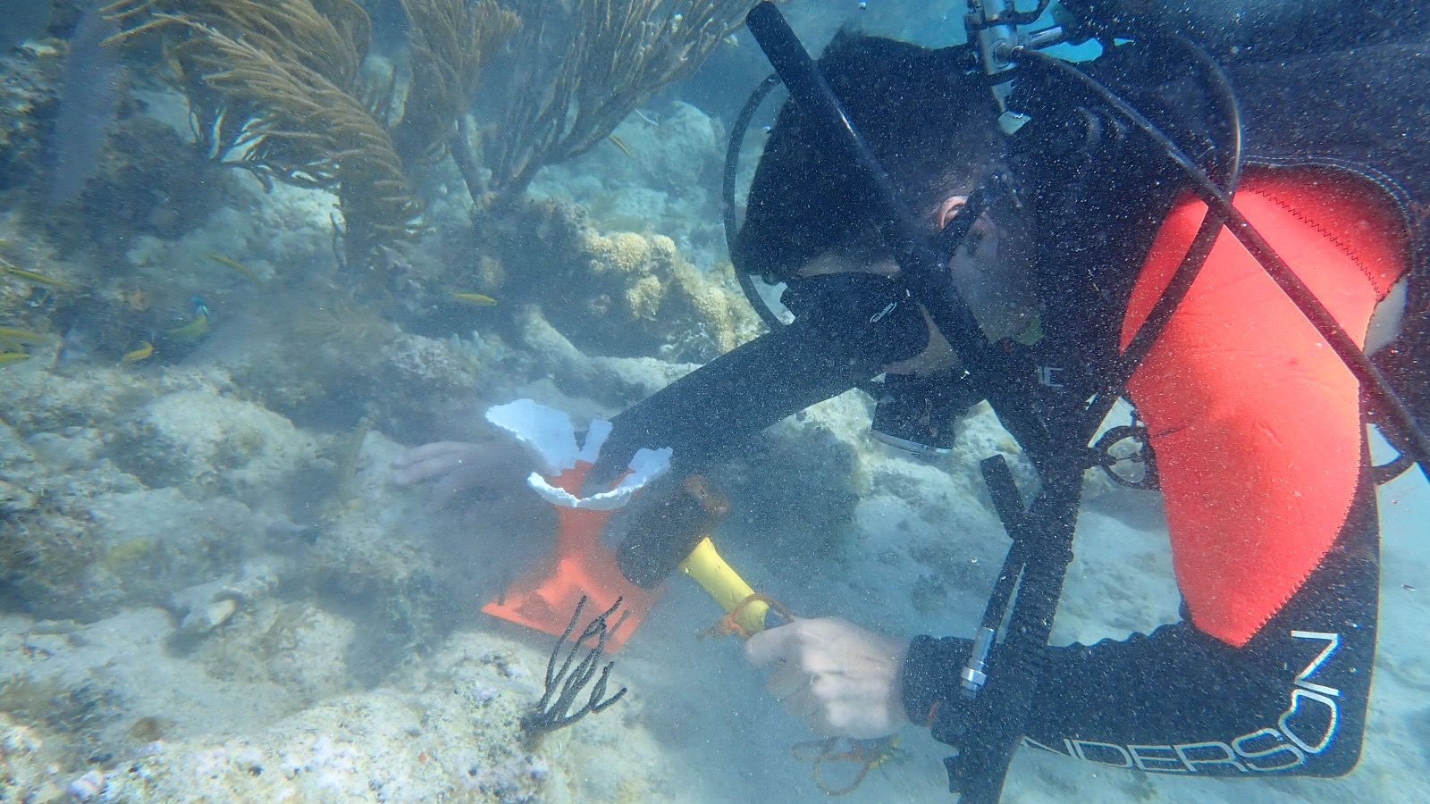 Reef 3D Project photo 43
