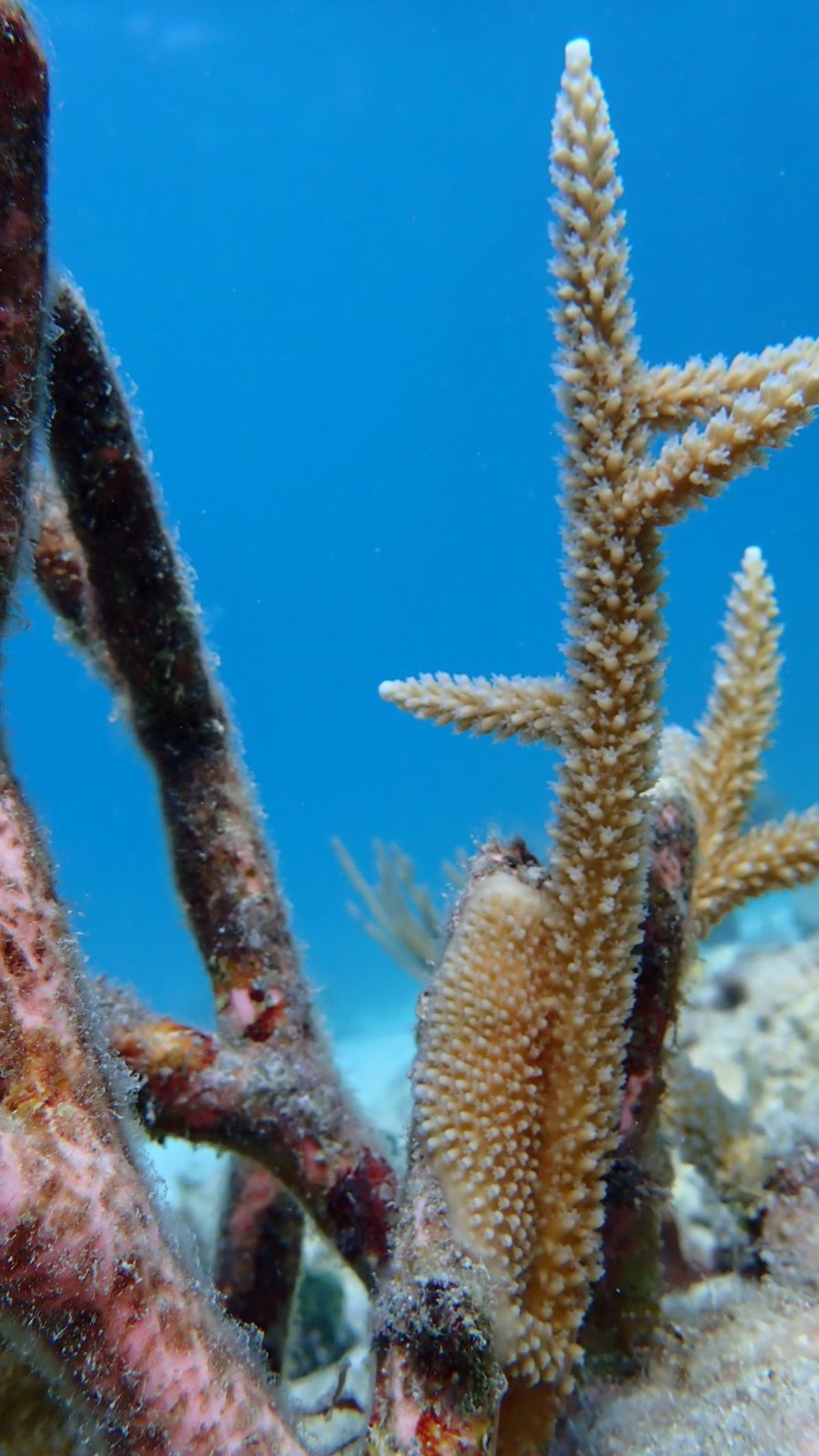 Reef 3D Project photo 44