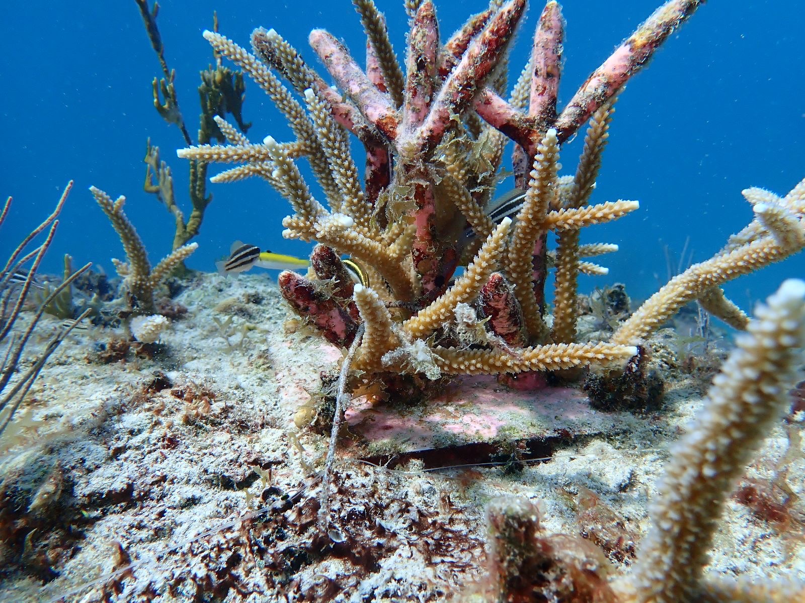 Reef 3D Project photo 45