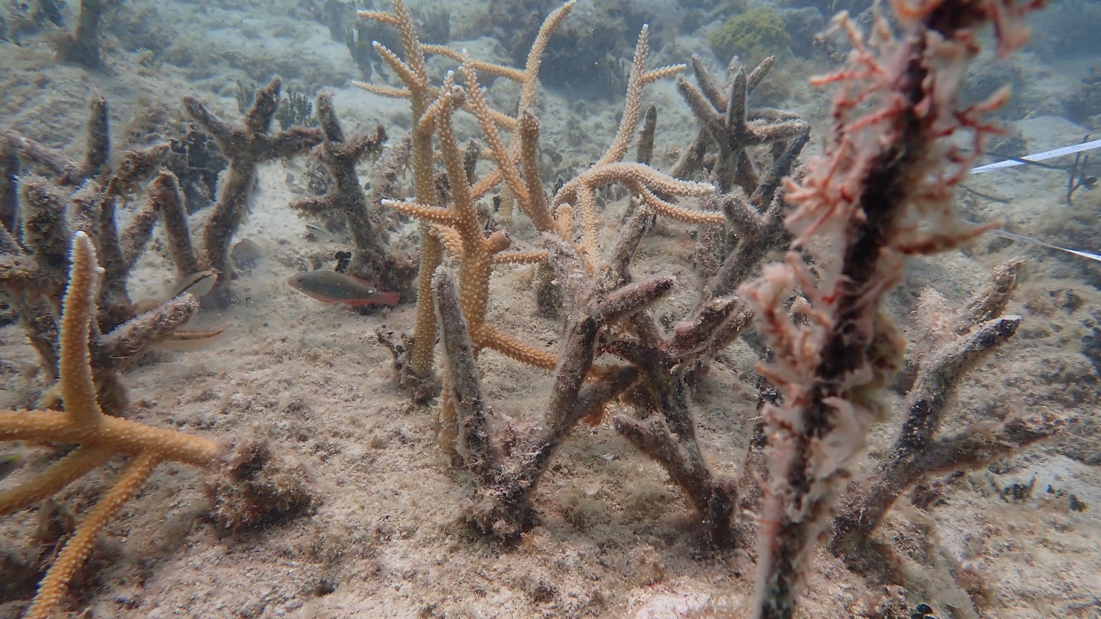 Reef 3D Project photo 47