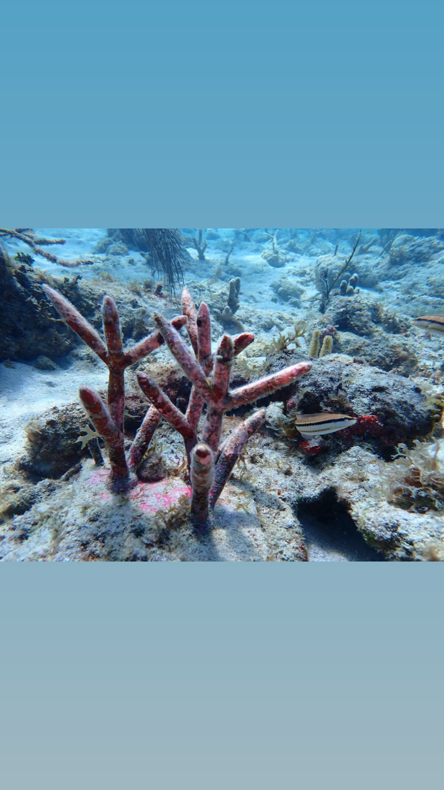 Reef 3D Project photo 48